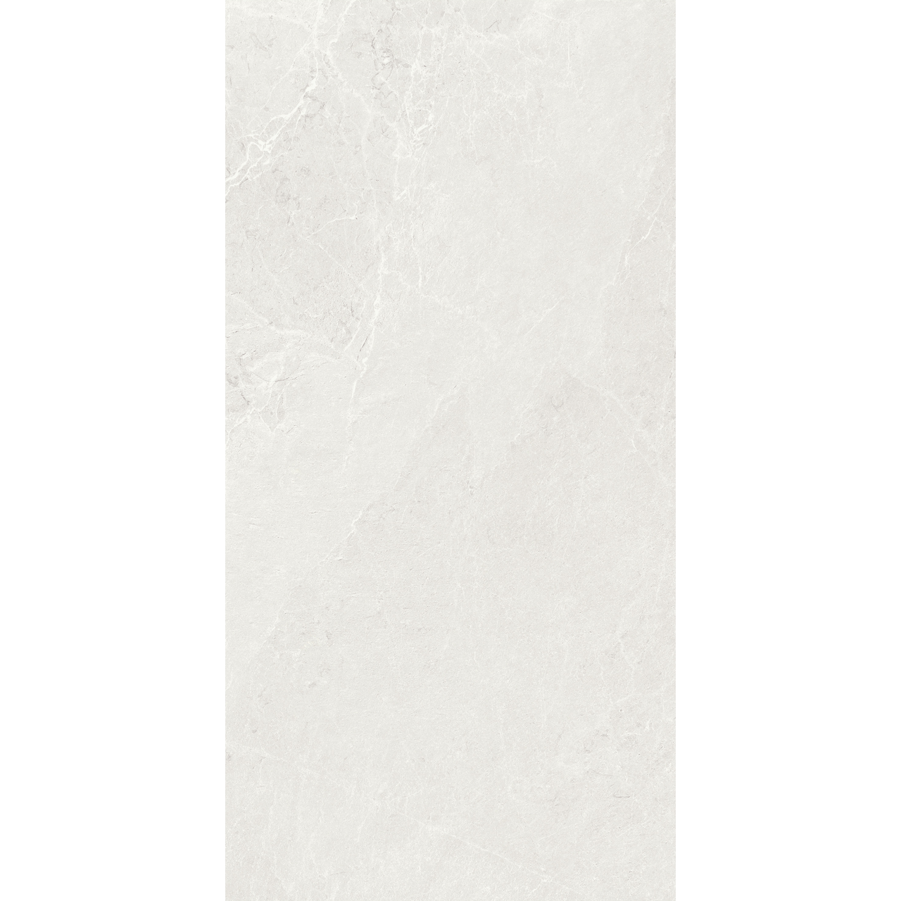 【バルト様確認用】P.elsa OC子株 P.Elsa （oc）中株 P.elsa OC子株